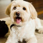 The Ultimate Puppy Preparation Checklist: Everything You Need Before Bringing a Puppy Home