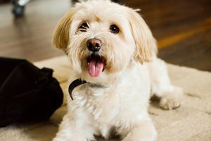 Read more about the article The Ultimate Puppy Preparation Checklist: Everything You Need Before Bringing a Puppy Home